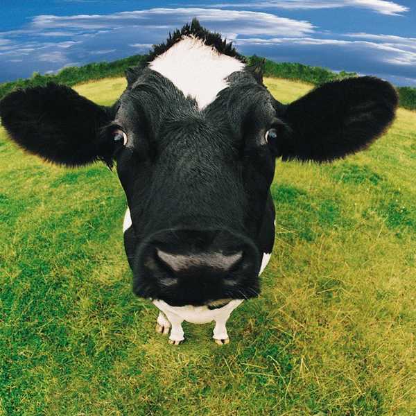 Milk Could Save Your Life