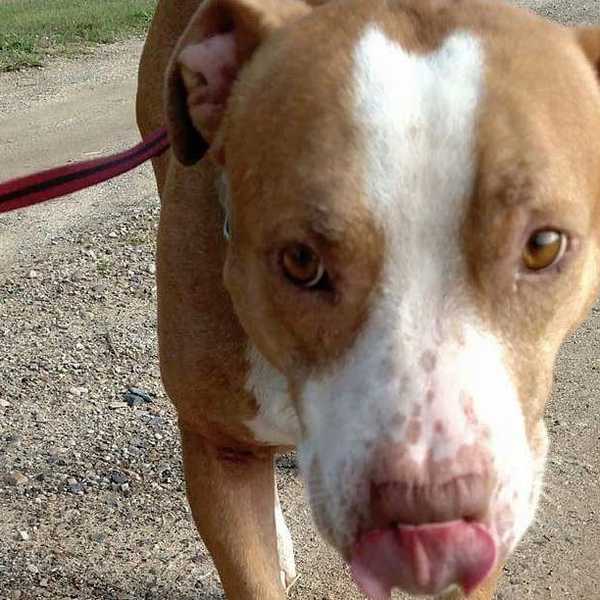 At ROAR Rescue In Beaverton, MI, Two Kinds Of Life Change