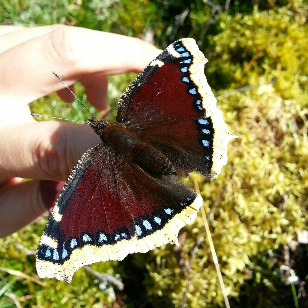 A Mourning Cloak Obsession