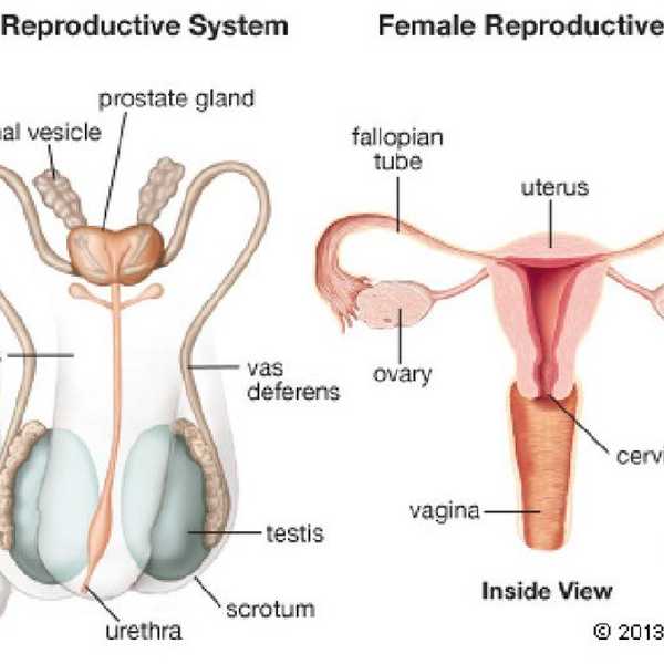 5 Facts About the Reproductive System You Never Knew