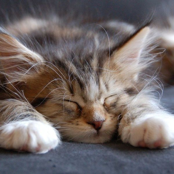 12 Fuzzy Furballs To Keep Your Heart Warm This Winter