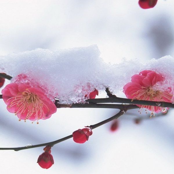 Survived and Thriving