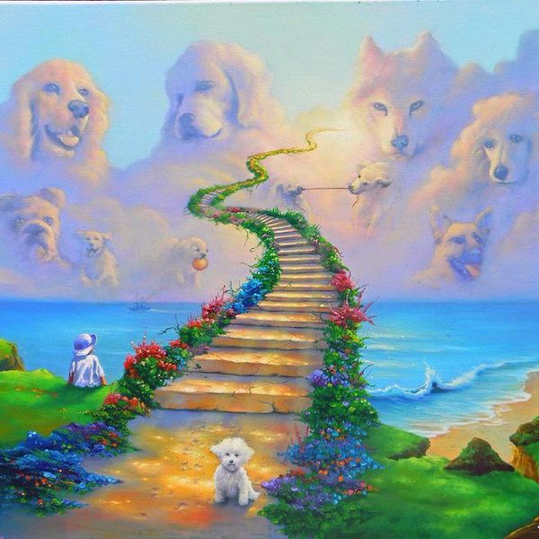 I Crossed The Rainbow Bridge: A Pet's Letter To Their Owner