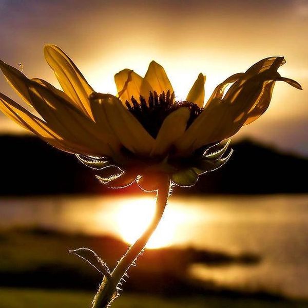 25 Good Things that Happened in 2016