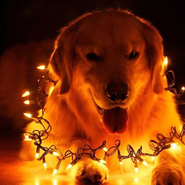 I'm Dreaming Of A Cheap Christmas