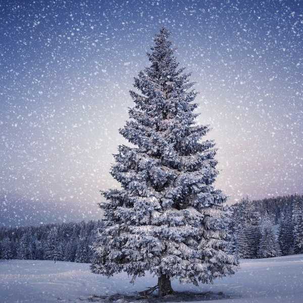 The Unpredictable Christmases