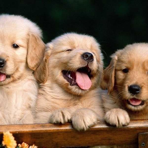 16 Reason’s Why Human’s Don’t Deserve Dogs