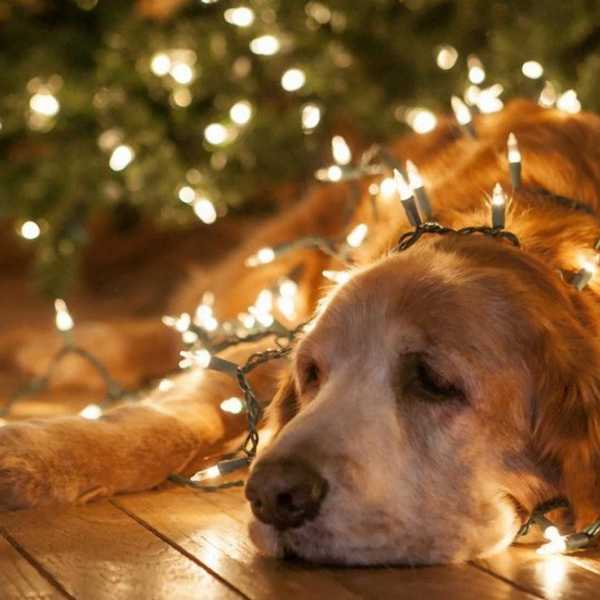 I'm not cynical, I'm just not festive.