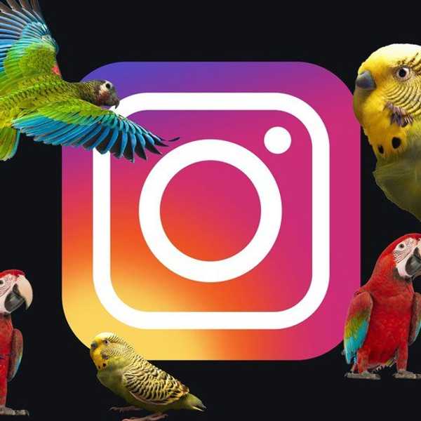 15 Instagram Accounts That Will Make You Fall In Love With Birds