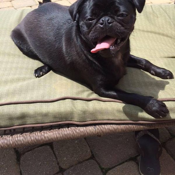 9 Signs You're A Pug Parent