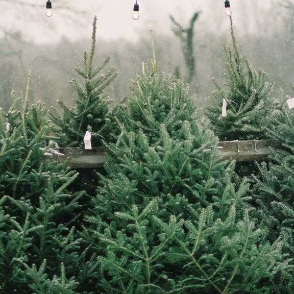 The 5 Kinds of Christmas Trees