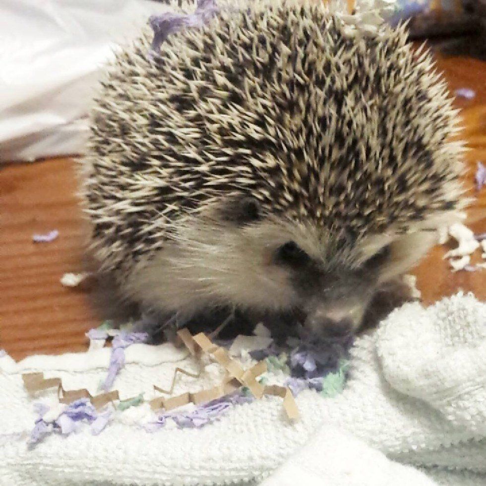 Life With A Hedgehog 2.0