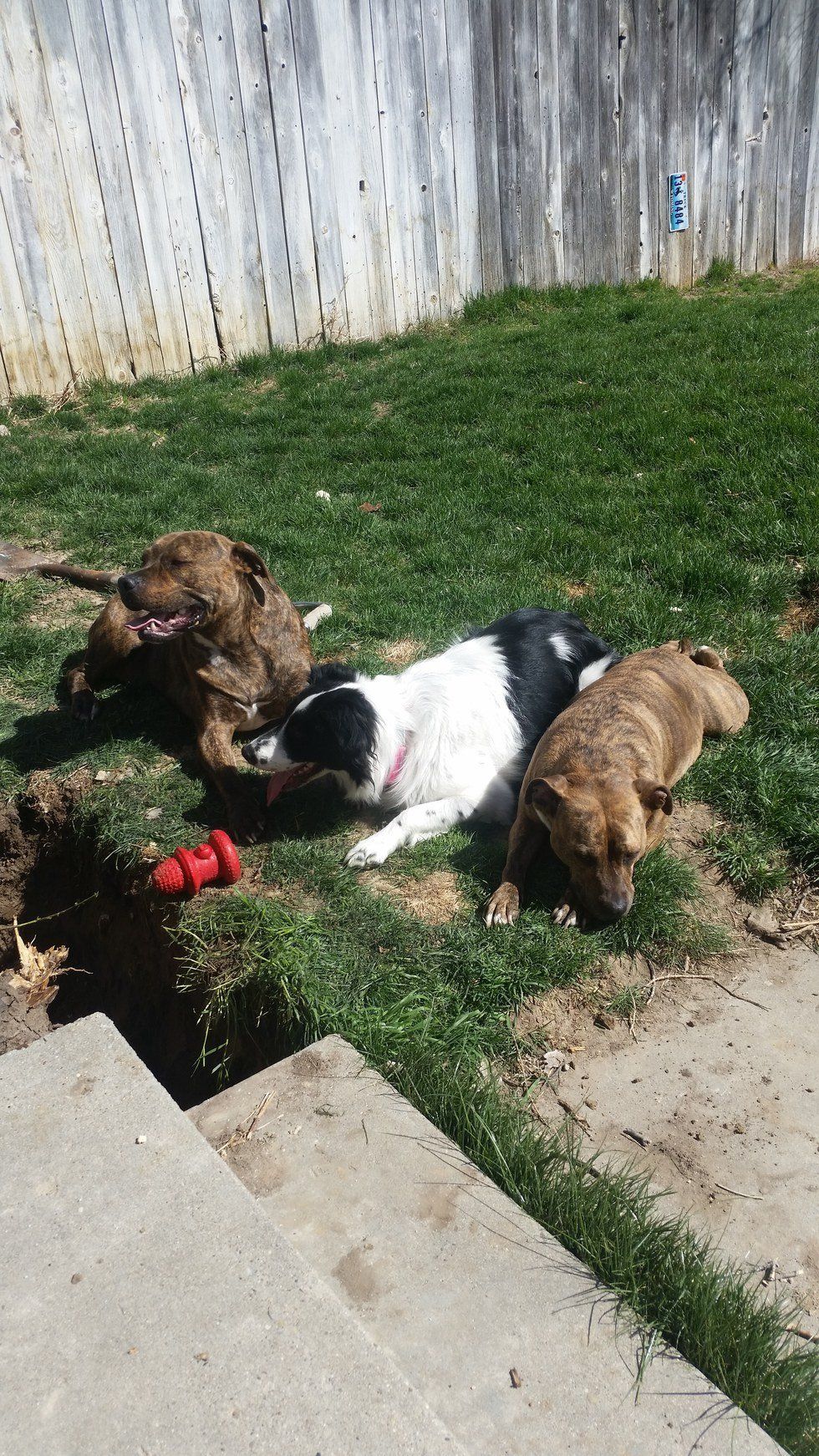 Preaching For The Pitbulls