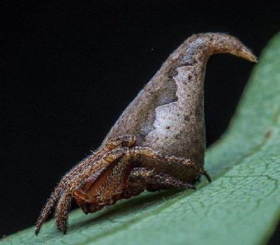 Newly Discovered Spider Looks Like The Sorting Hat From Harry Potter