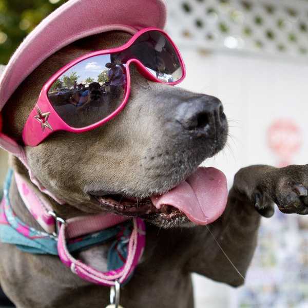 How The BSL Ban Should Be Banned Itself: Learn More About A Terrible Act Which Just Passed Regarding Dogs In Montreal