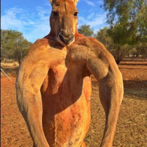 PETA vs. The Kangaroo Puncher