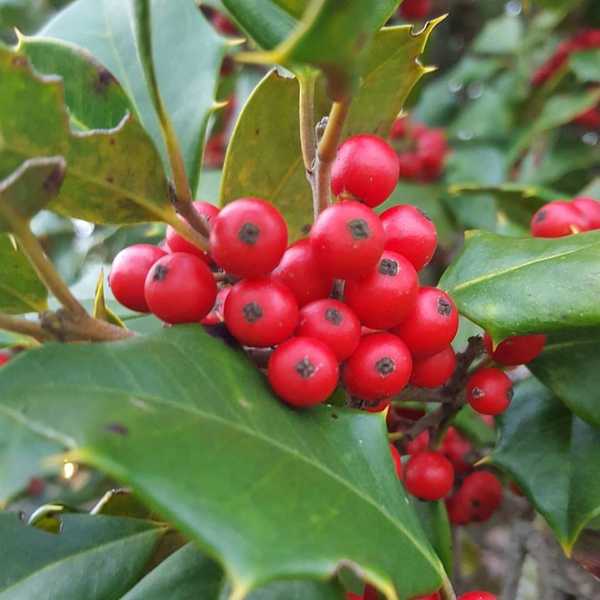 Christmas Traditions of My Family