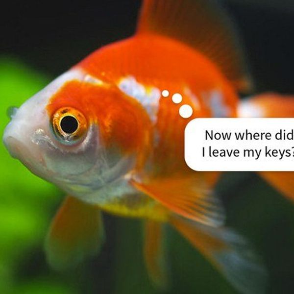 How I Work Around My Bad Memory