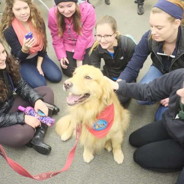 16 Reasons Why Therapy Dogs Are Just The Best