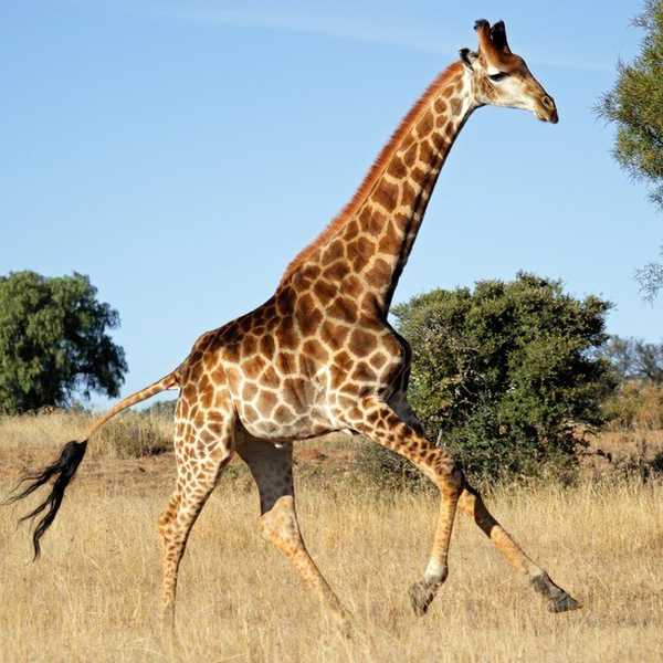 Humans Are Causing The Extinction Of The Giraffe