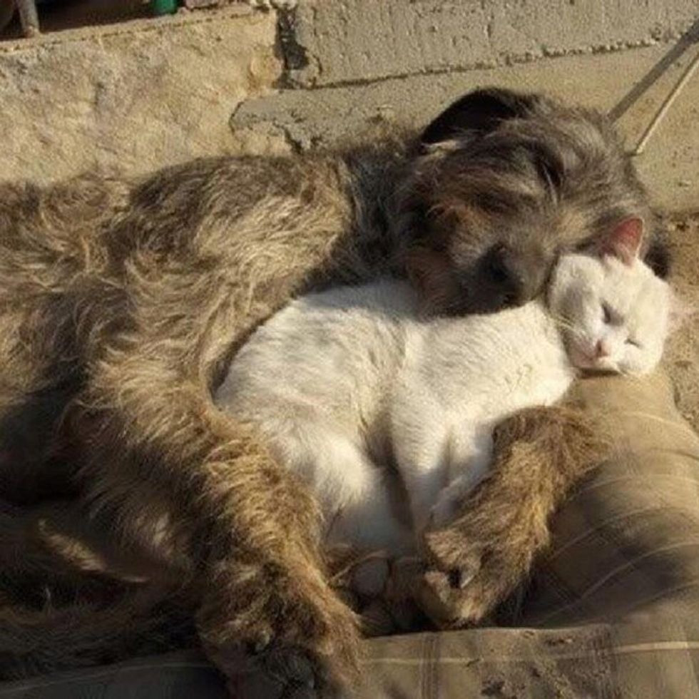 If You Cannot Commit, Don't Adopt!