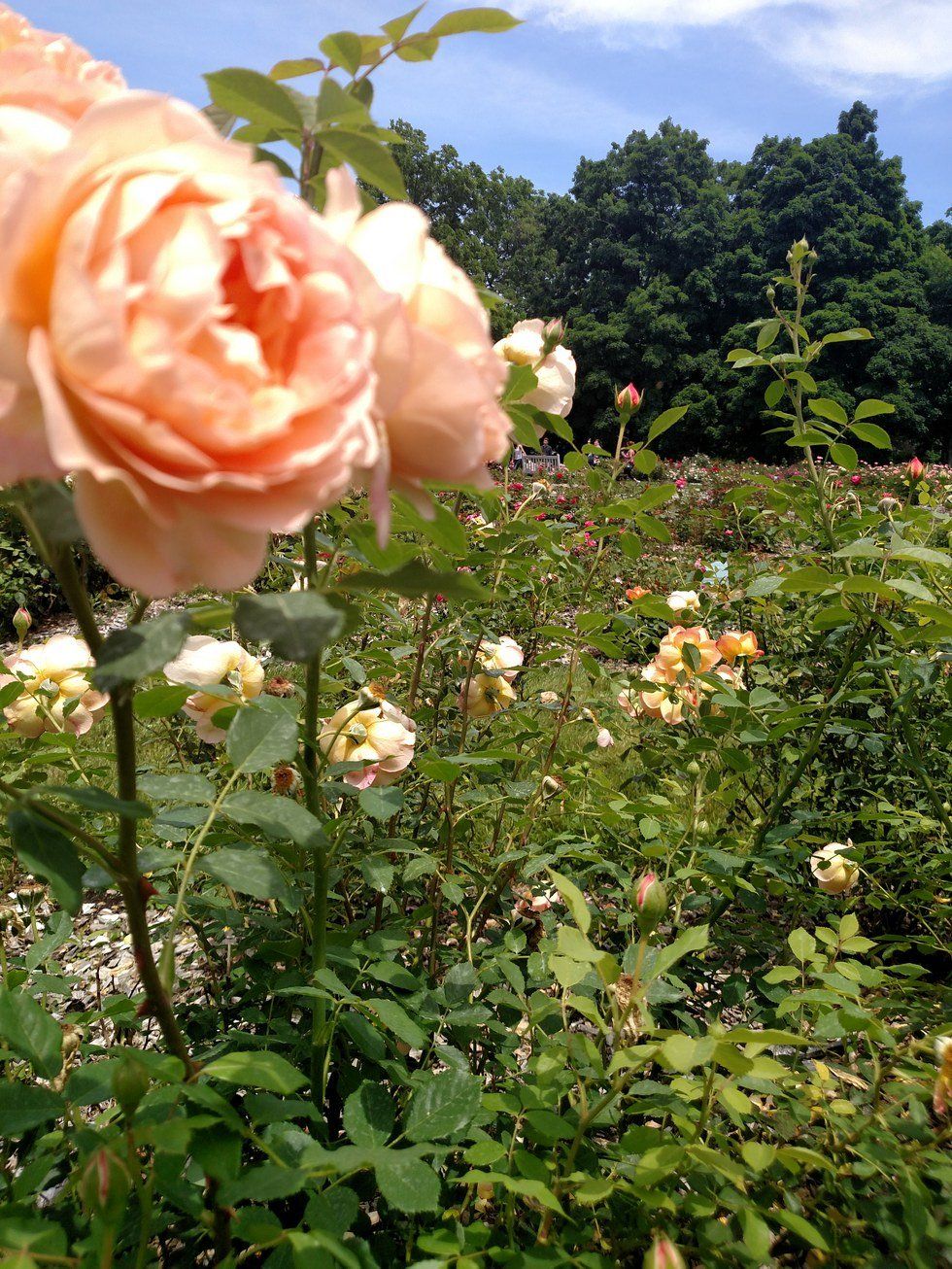 Appreciation Challenge: The Power Of Appreciation