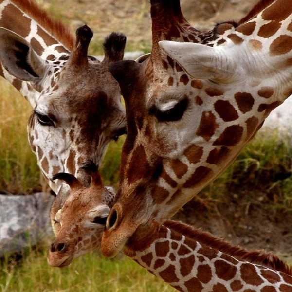 Giraffes Vulnerable Of Extinction Due To 40% Population Decline