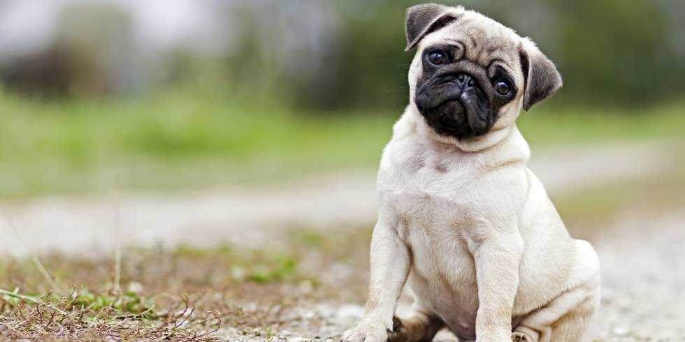 When You Grow Up Without A Dog