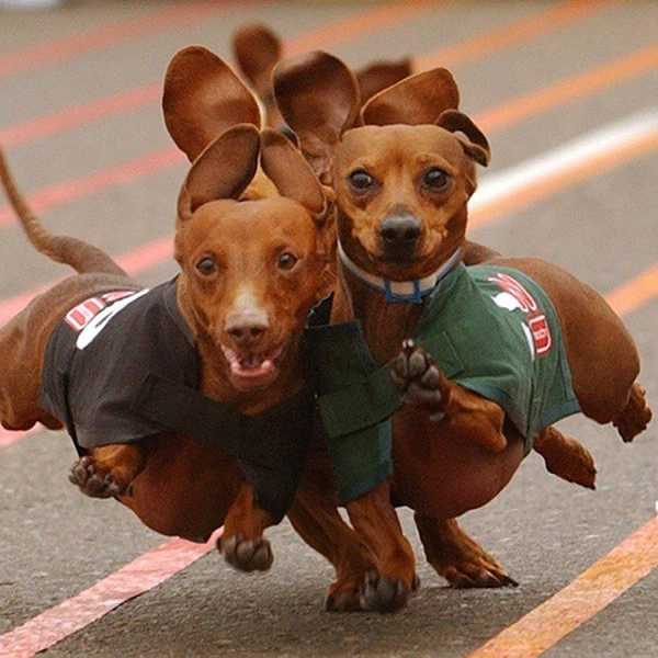 Cute Dog Pictures To Look At Instead Of Studying For Finals