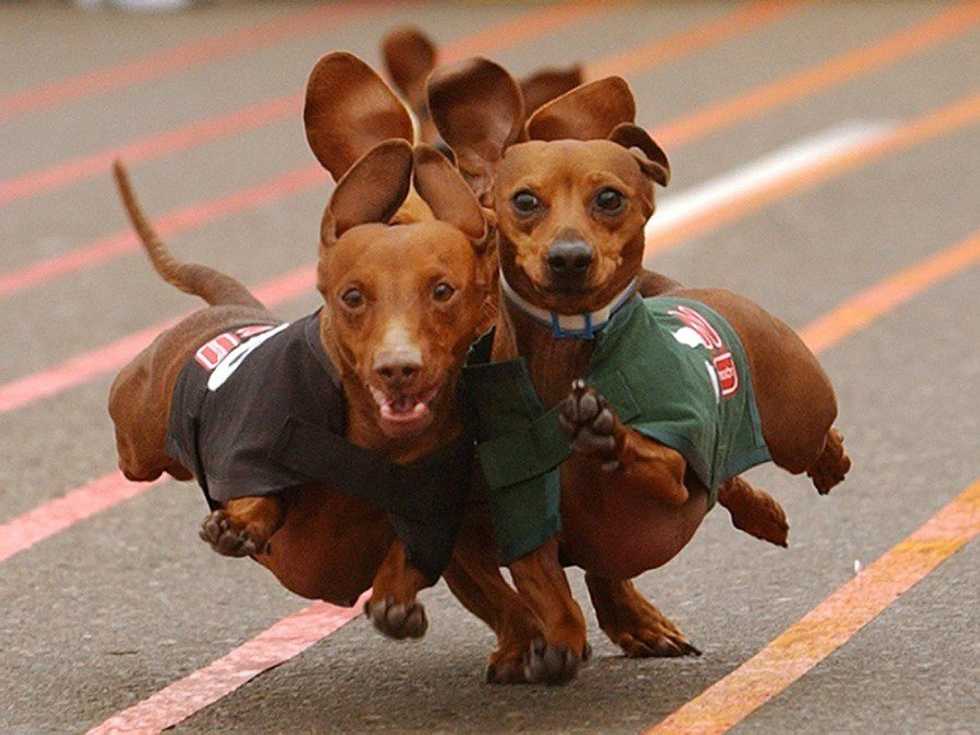 Cute Dog Pictures To Look At Instead Of Studying For Finals