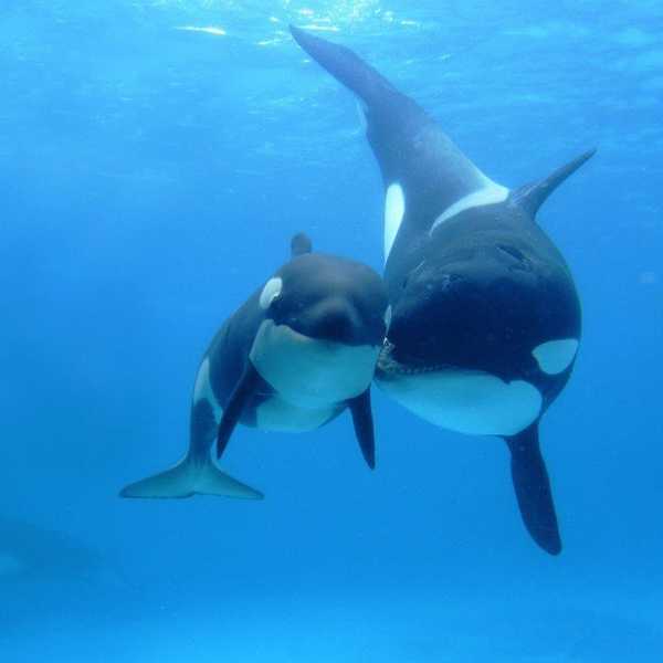 Stop Supporting Aquariums