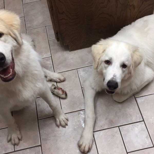 Living With Great Pyrenees Pups