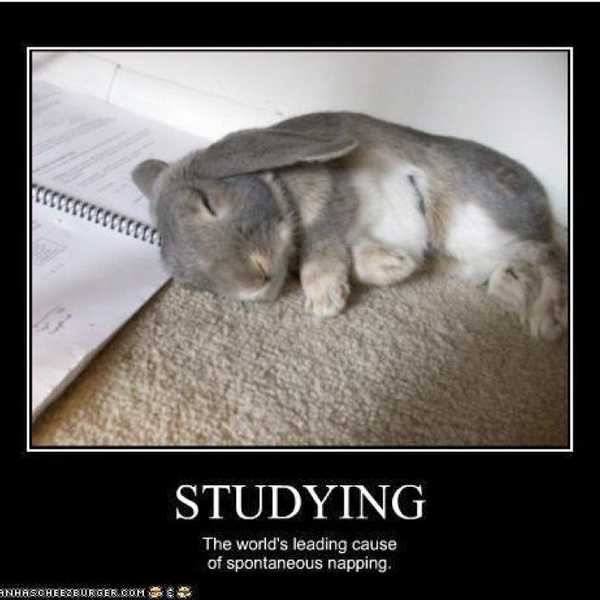 Finals Week Told By Cute Animals