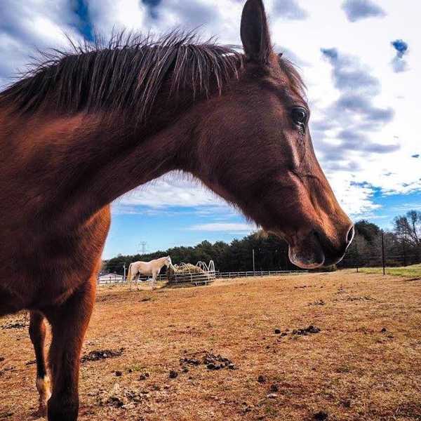 A Horse Isn't a Pet