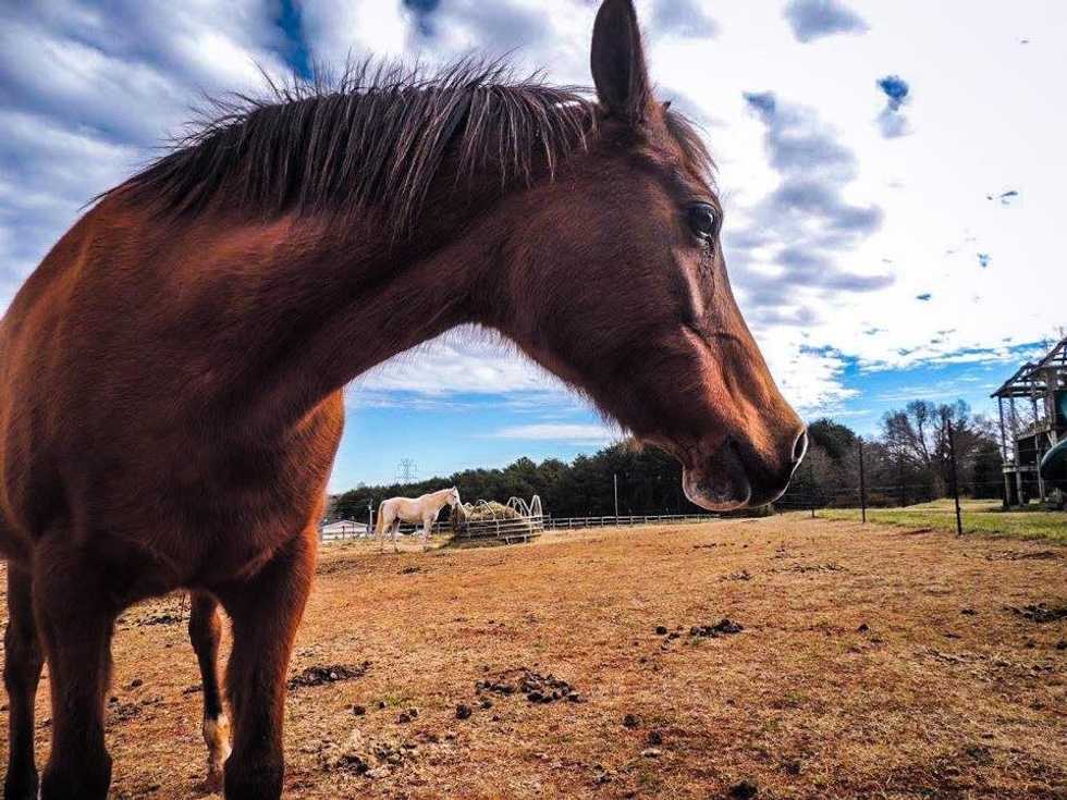 A Horse Isn't a Pet