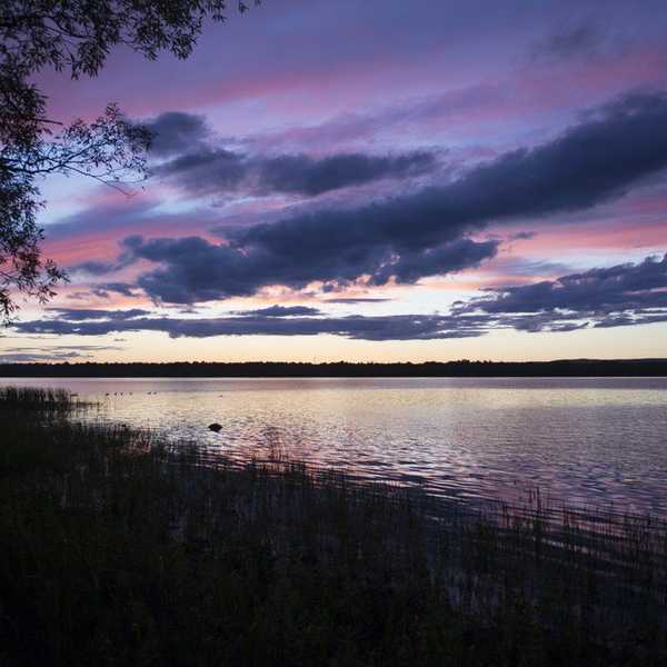 Ode to Summer Nights