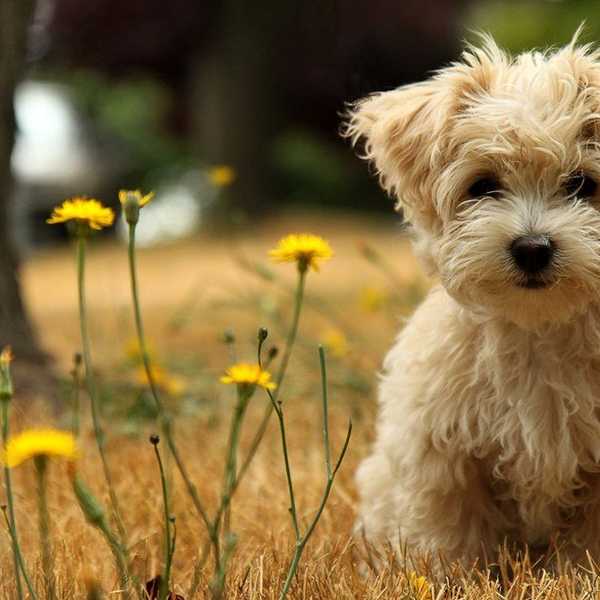 21 Adorable Animals For Alleviating Stress