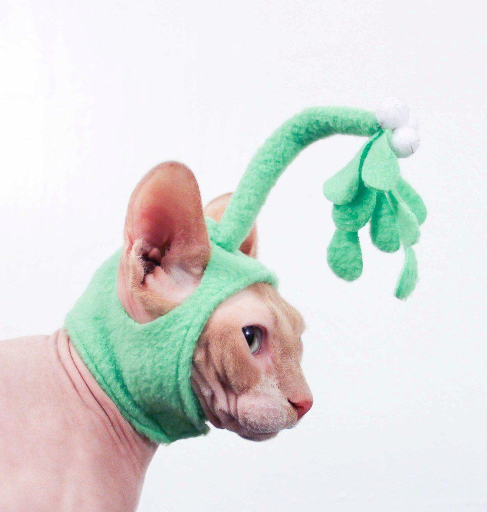 Best Holiday Pet Pictures