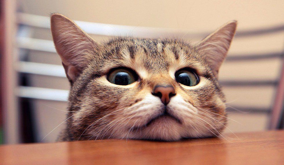 8 Things My Pets Have Taught Me That Every Parent Already Knows