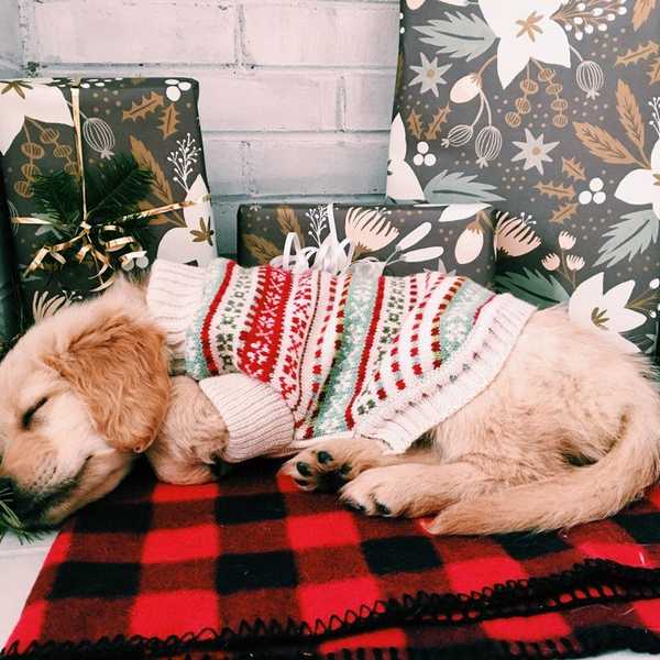 10 Etsy Finds Your Dog Wants For Christmas