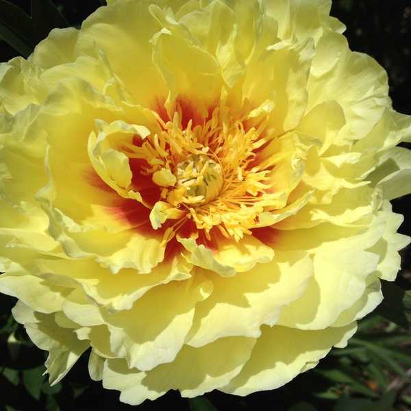 Teas You Need In Your Life