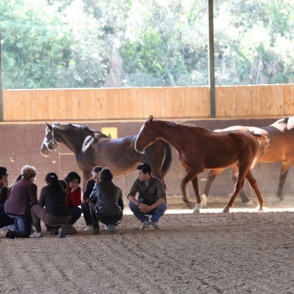 Horse Coaching for Entrepreneurs