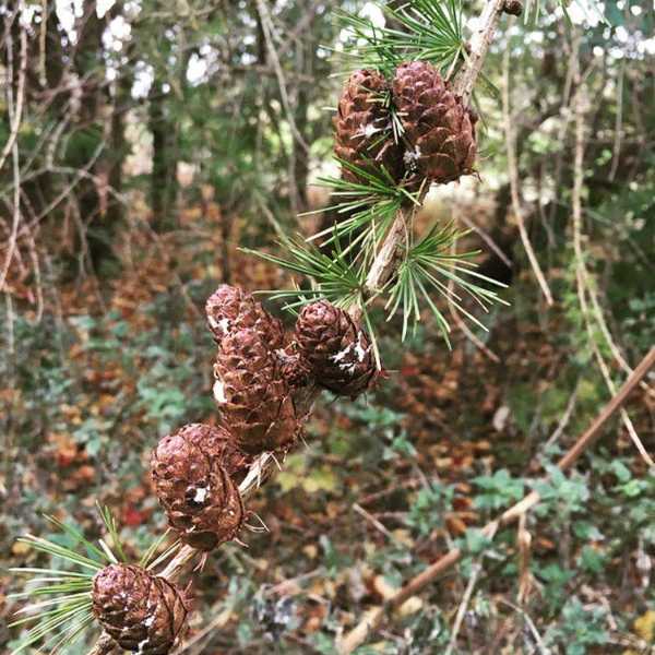 The Ethical Gift Guide