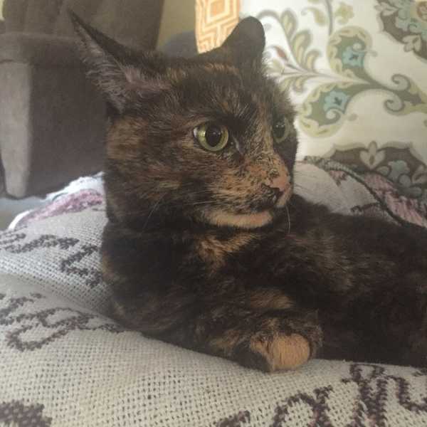 How To Know If You Are A Cat Mom