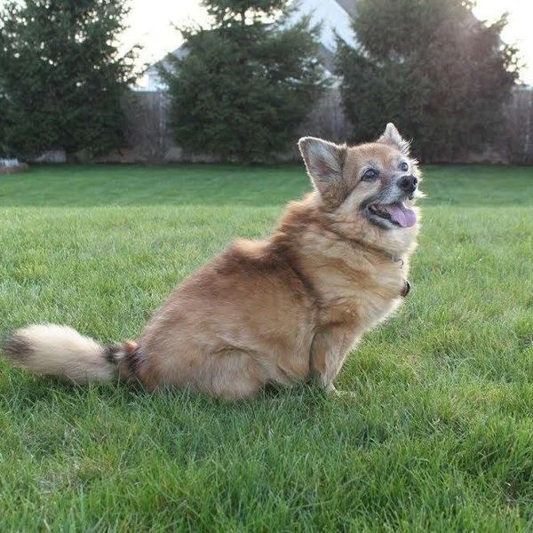 What I Ultimately Lost When I Lost My Dog