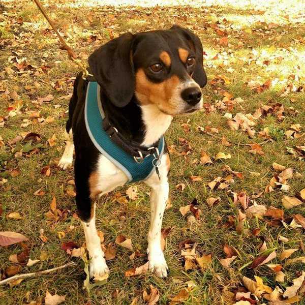 Shout Out To Our Furry Friends