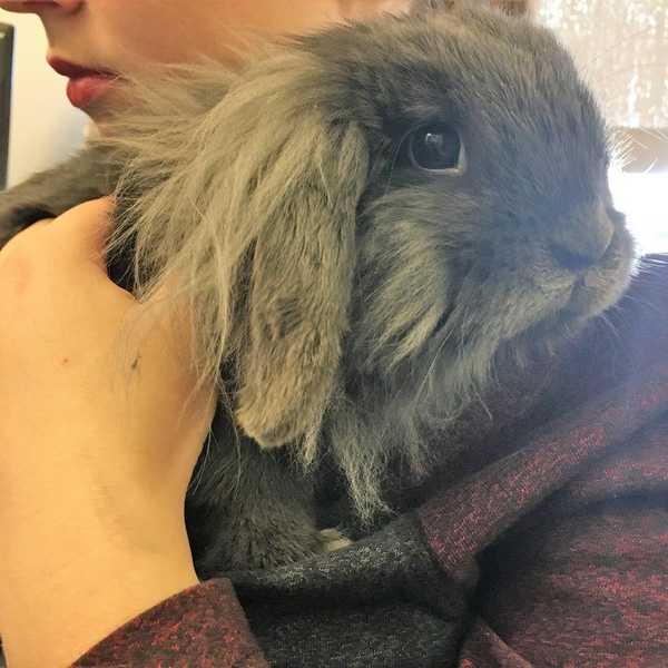 11 Ways a Bunny Makes Your Life Better
