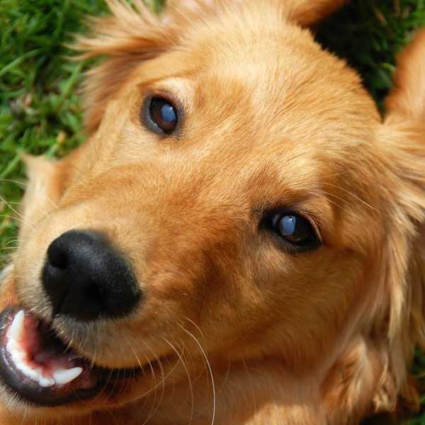 Dogs: The Real MVPs