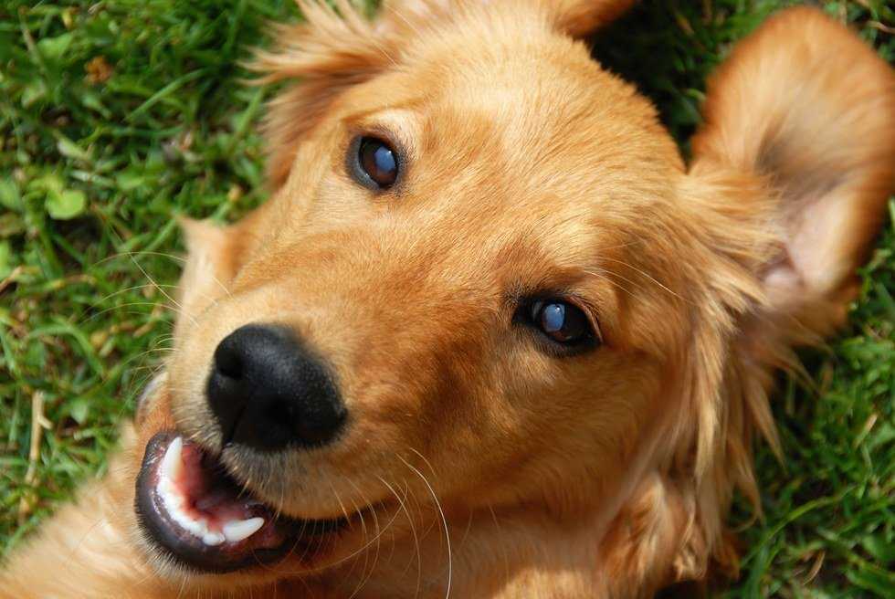 Dogs: The Real MVPs