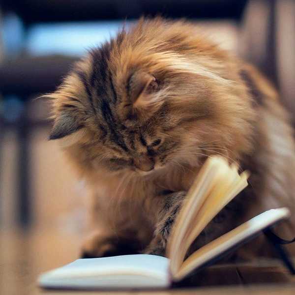 Cat Memes To Get You Through Finals